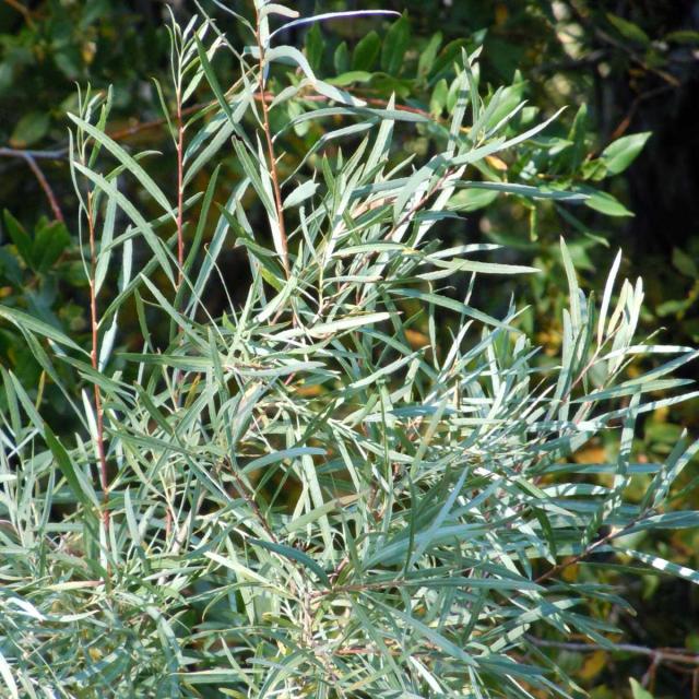 Salix exigua, the Coyote willow