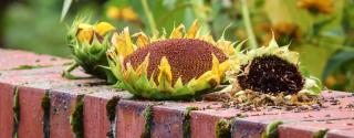 Feeding birds in winter with sunflower heads on a ledge