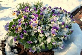 Winter garden box with blooming flowers under the snow