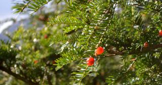Yew is a beautiful evergreen that bears red berries.