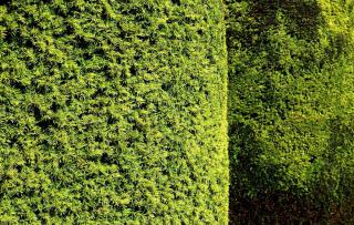 Hedge yew