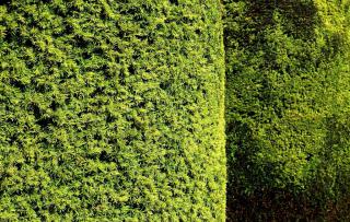 Hedge yew