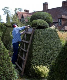 Yew pruning