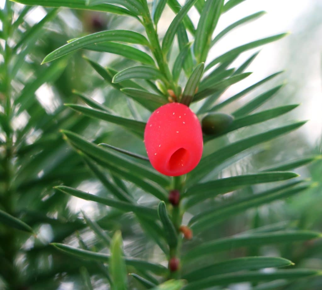 Yew tree twig with a single red berry.