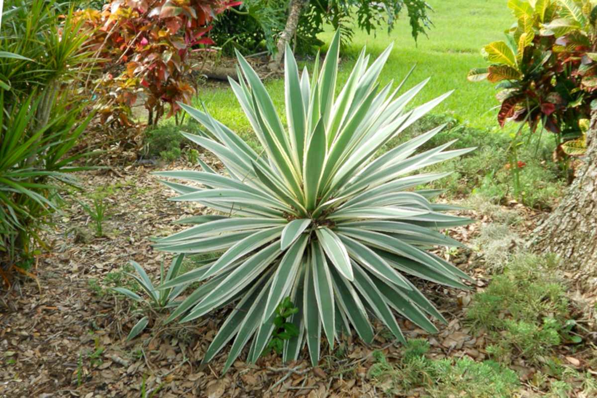 Outdoor yucca