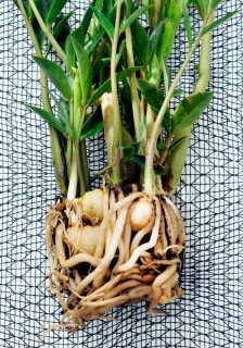 Zamioculcas propagation from dividing the root ball