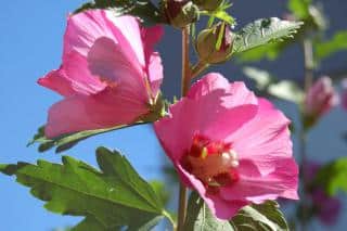 Althea grows into nice hardy shrubs.