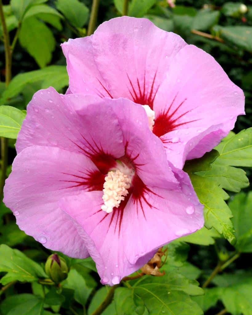 Pink double althea flower with crimson red center.