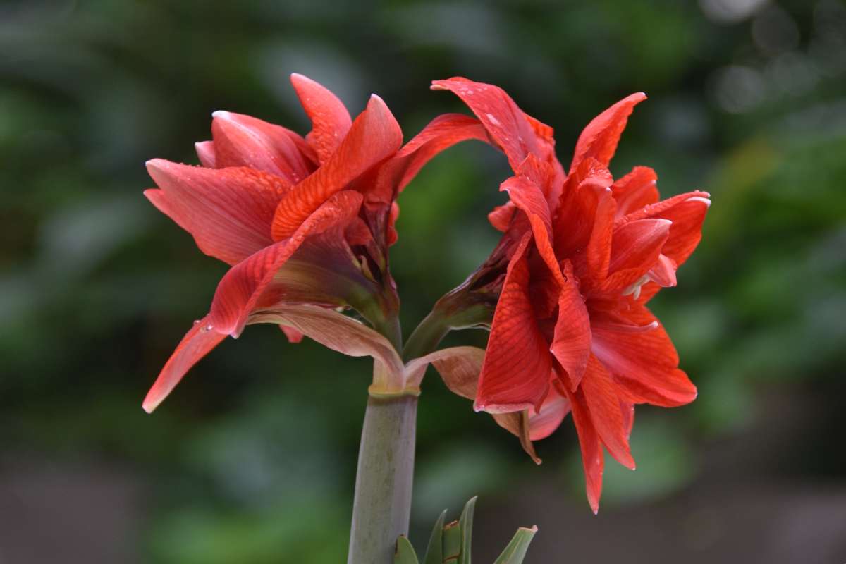 Red and white amaryllis flower bloom.