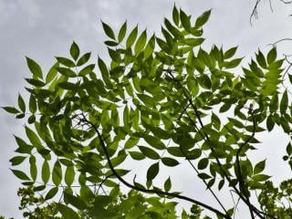Ash tree leaves outlined against the sky