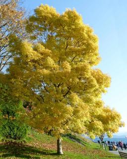 Magnificent and well-cared for ash tree