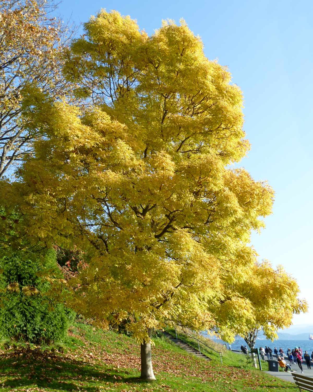 Fritid Higgins svært Ash tree - planting, pruning, and advice on caring for it