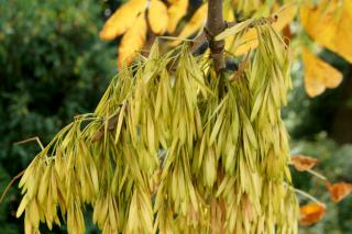 Ash tree seeds