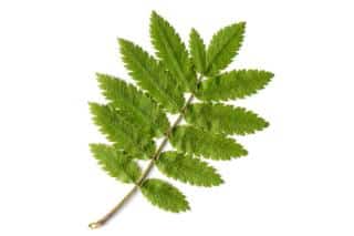 Ash tree leaf, single, against a white background