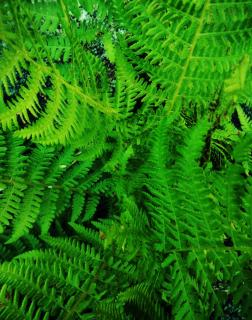 Proper lady fern care for lush growth