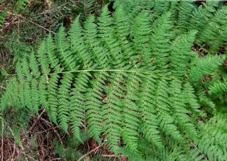 athyrium lady-fern