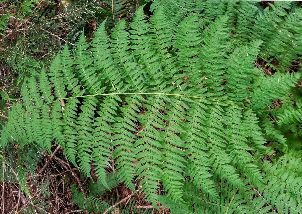 athyrium, the lady fern - tips on caring for it.