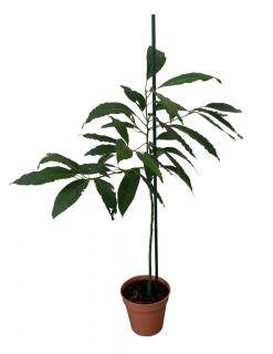 Four foot three-year-old avocado grown from seed in a pot with a white background.