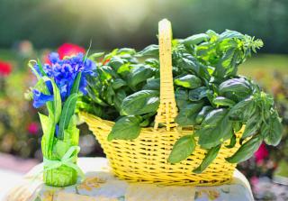 Yellow basket with a healthy basil harvest.