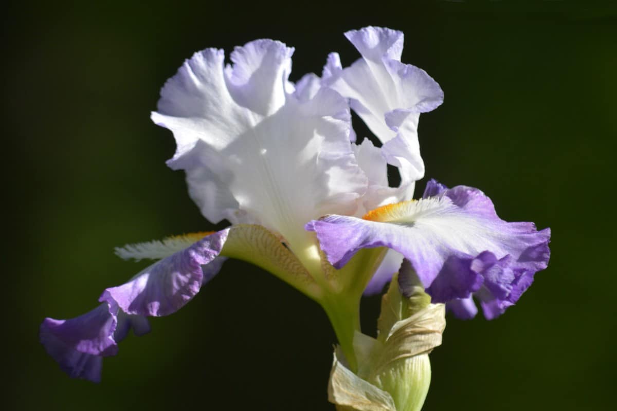 Bearded iris, one of many thousands of varieties