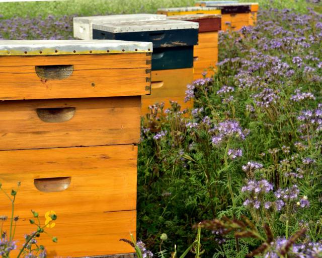 beehives