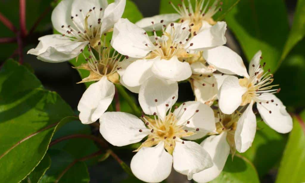 Beurré hardy pear tree blooming