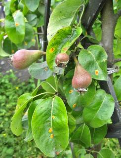 Young beurry hardy pears on tree