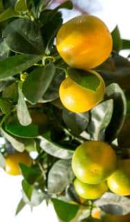 Calamondin tree