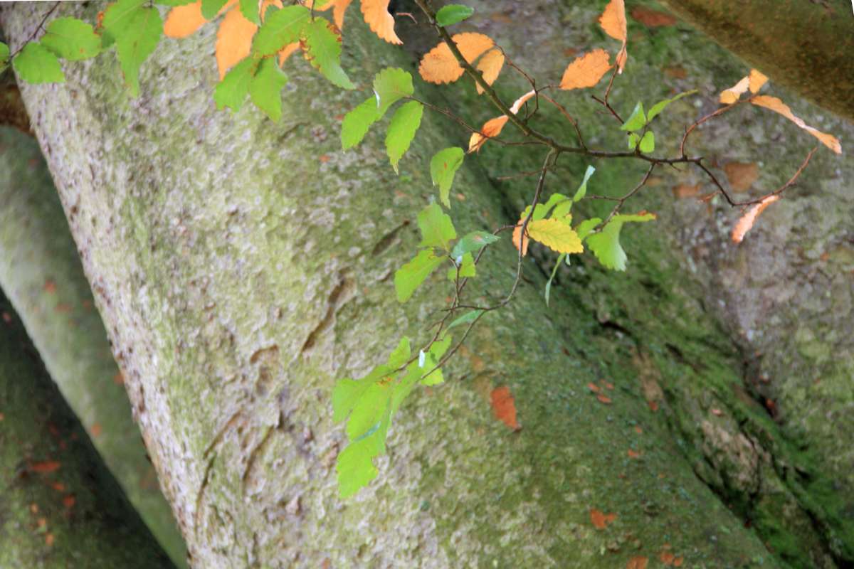 Caucasian elm leaves