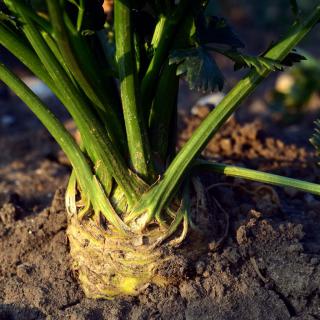 Celery root sowing