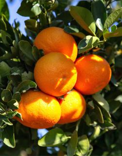 Clementines hanging from a fruiting branch.