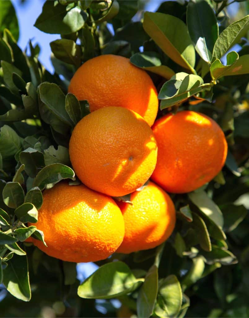 clementine oranges and diabetes