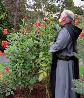 Monk tending dahlias in a cloister garden