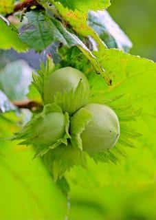 Three unripe Corylus avellana fruits on a branch.