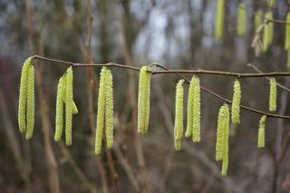 Corylus avellana catkins hanging on a branch.