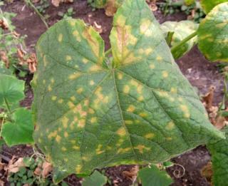 Downy mildew often kills plants off in fall