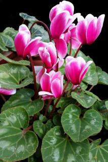Red and pink cyclamen against a black background.