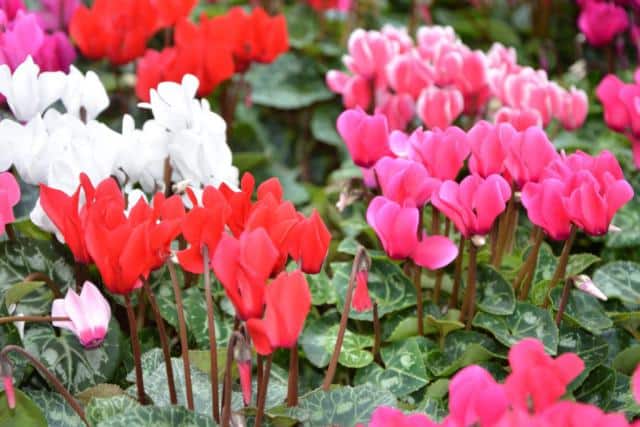 Caring for cyclamen is easy when they're outdoors as ground cover.