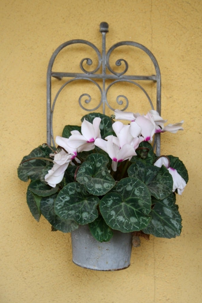 A white-flowered cyclamen growing in a flower pot hanging on a wall.