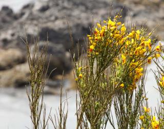 Common cytisus with red spots on normally yellow petals