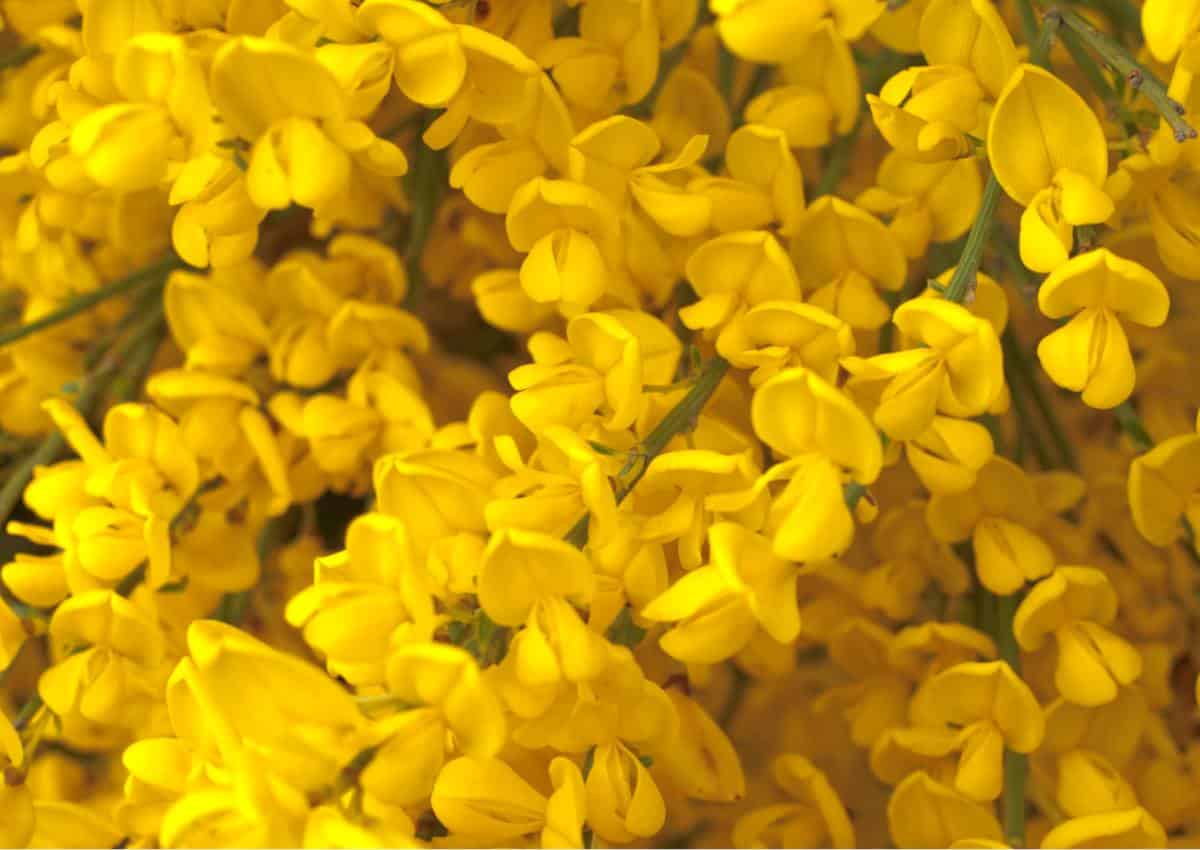 Cover of cytisus flowers