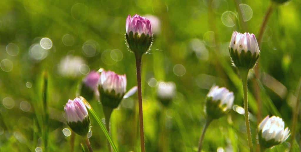 Daisies with pink rims budding in a lawn