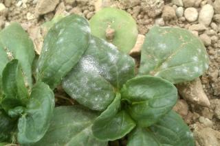 Downy mildew baking soda