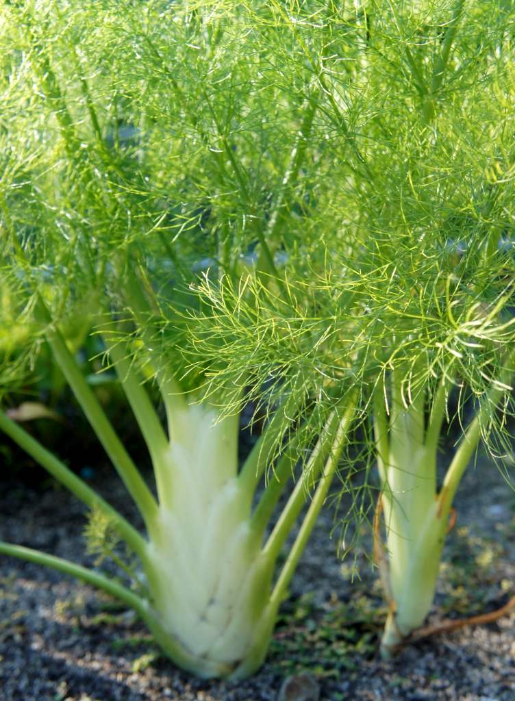 Fennel growing in a vegetable patch.
