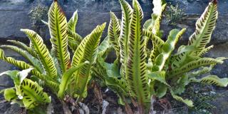 Hart's tongue fern with spore pods