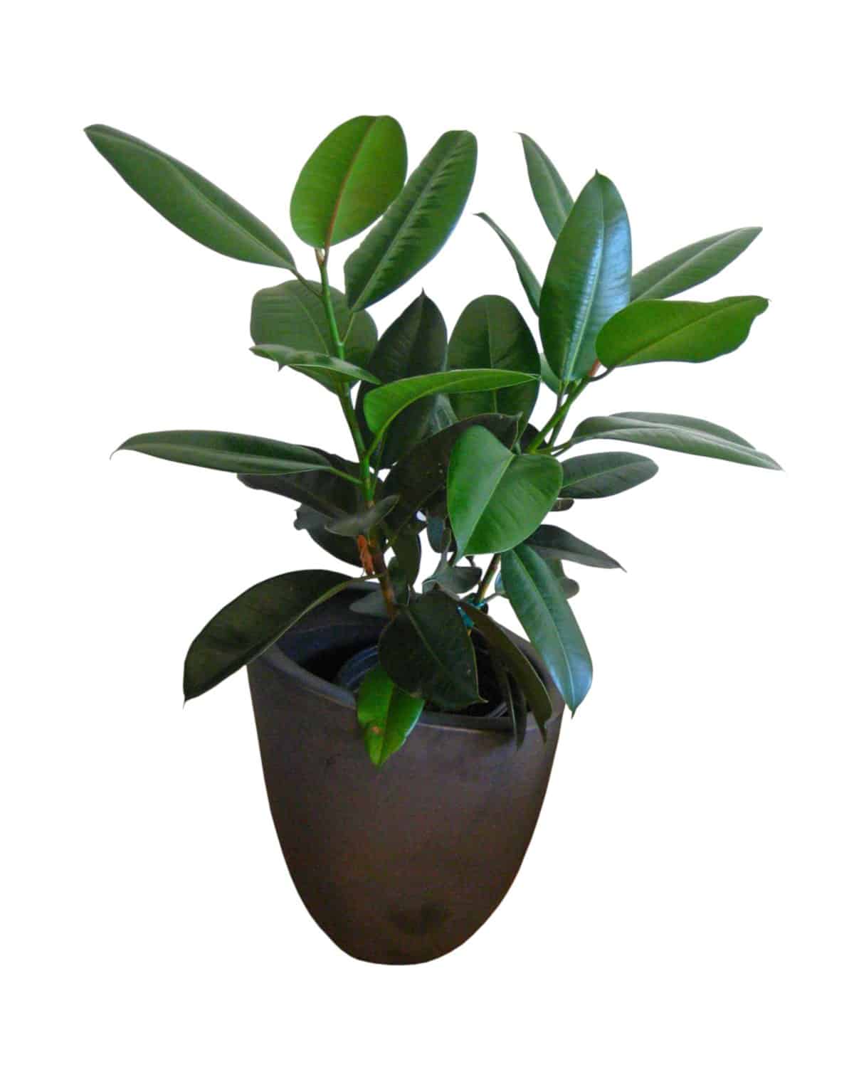 Potted ficus elastica against white background.