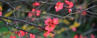 Flower plum tree with blood-red blooms
