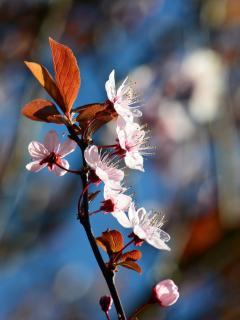 Flowering plum