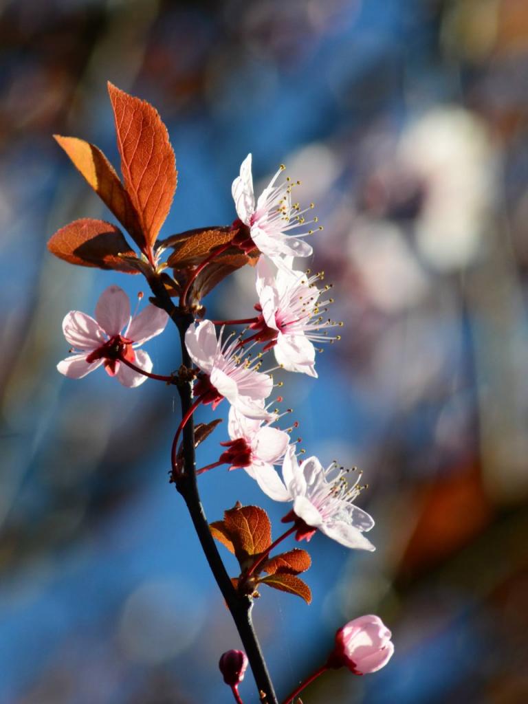 flowering plum