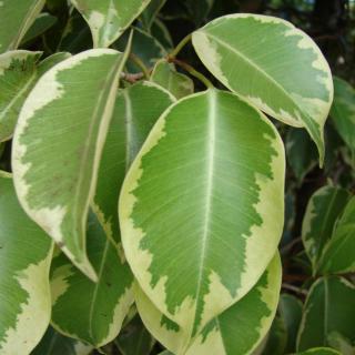 Ficus Forever, a variegated variety